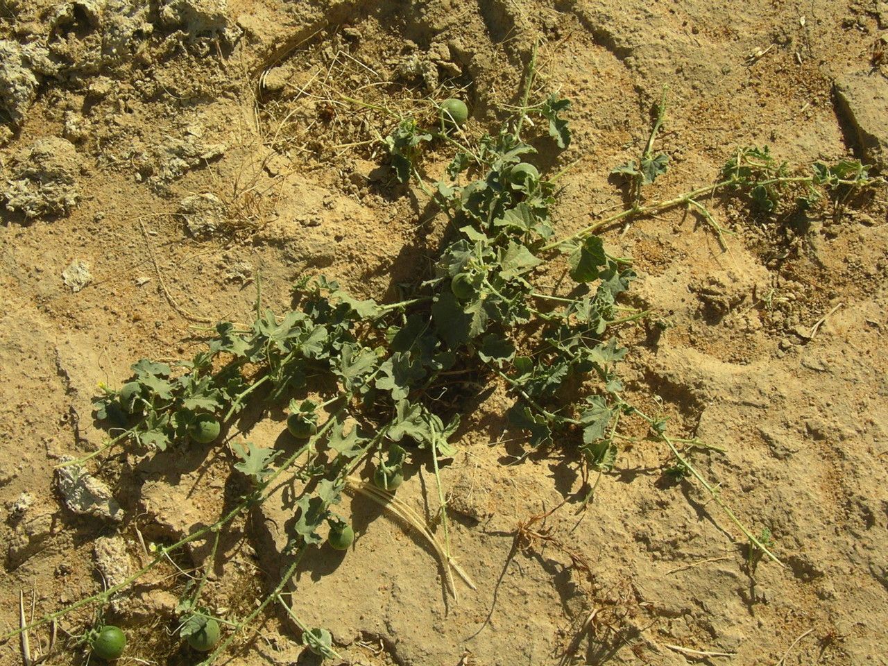 Cucumis ficifolius habit