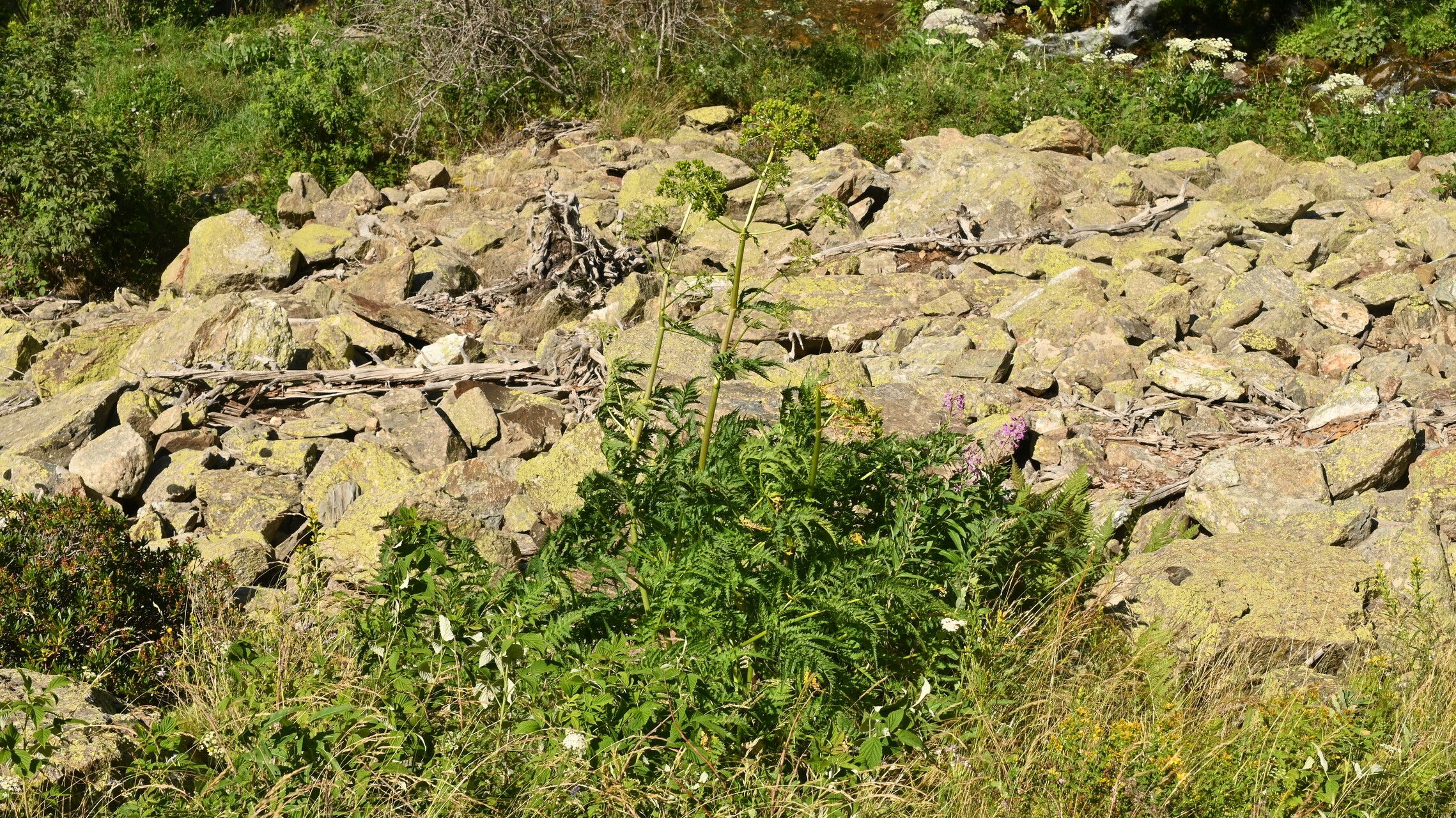 Molopospermum peleponnesiacum leaf