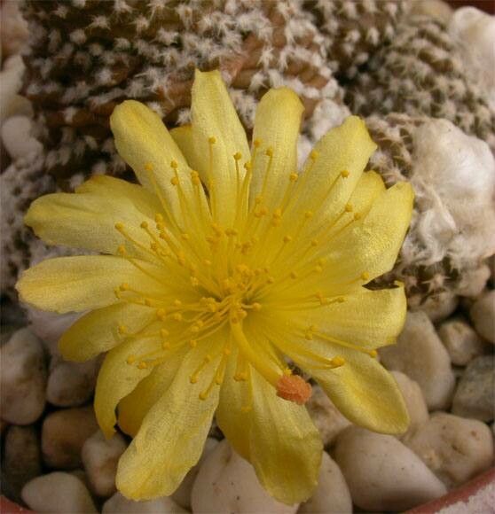 Copiapoa laui flower