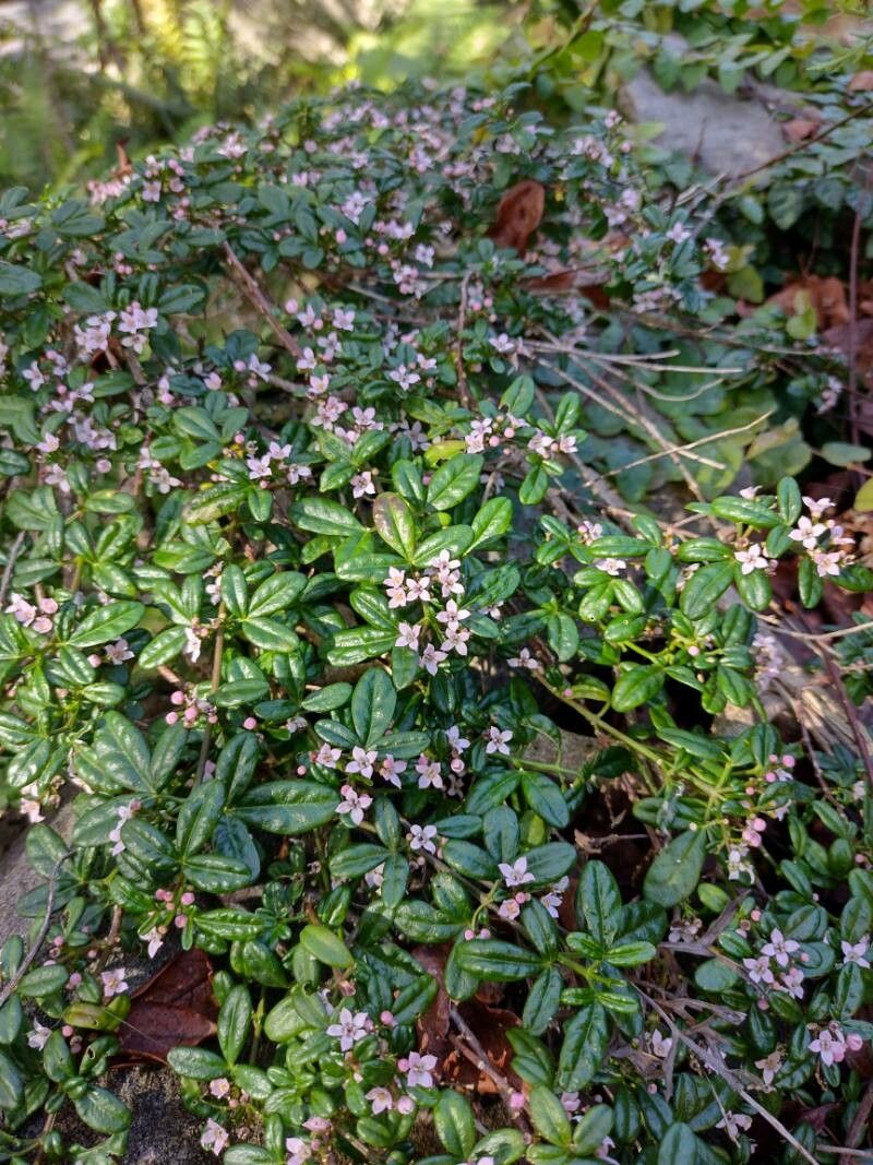 Zieria prostrata habit