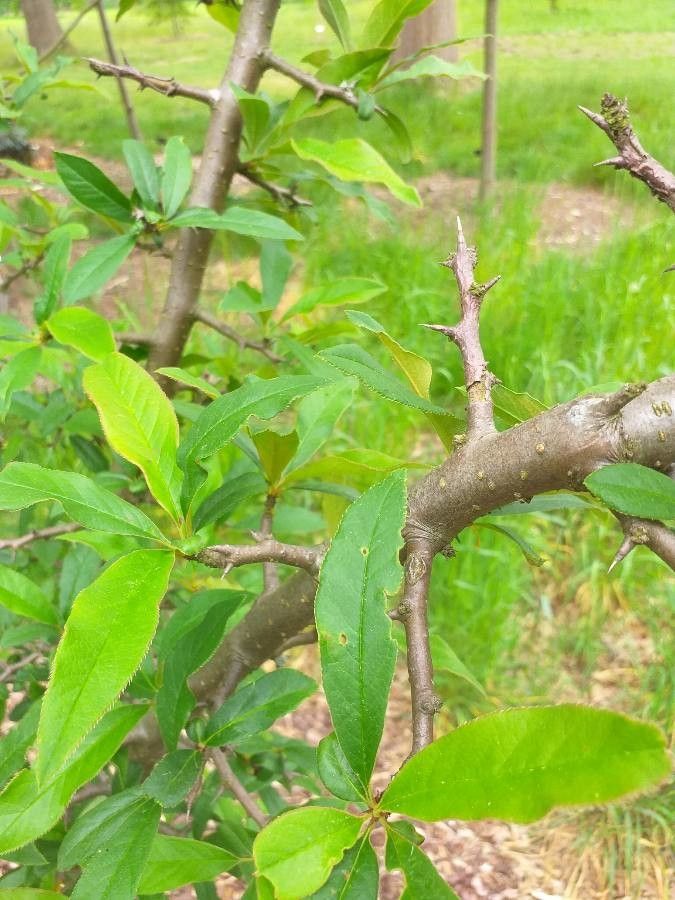 Chaenomeles cathayensis leaf