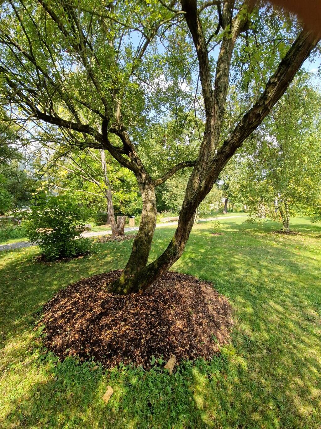 Crataegus turkestanica habit