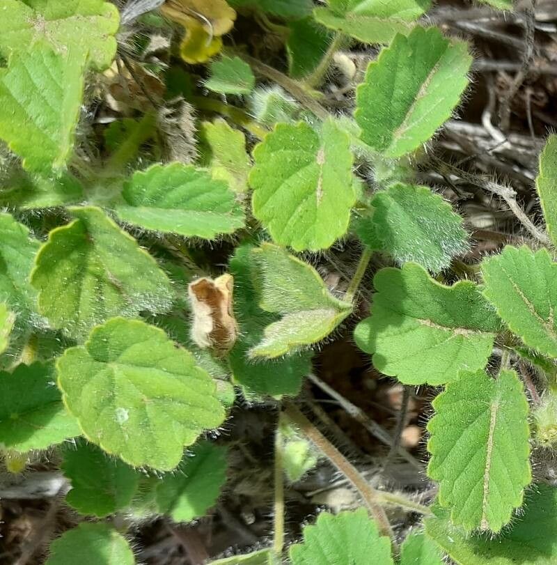 Sida argentina — related species from the same genus