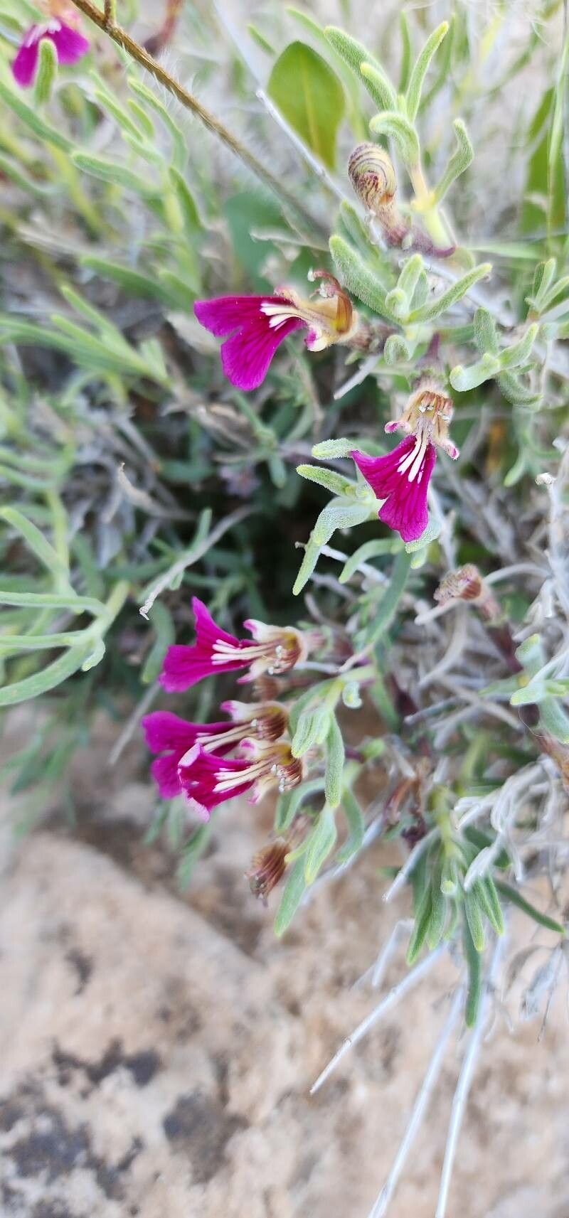 Ajuga chamaecistus flower