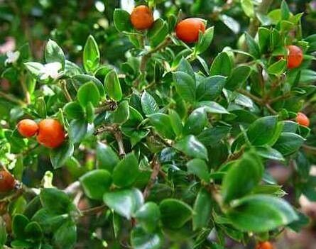 Alyxia gynopogon — houseplant care guide