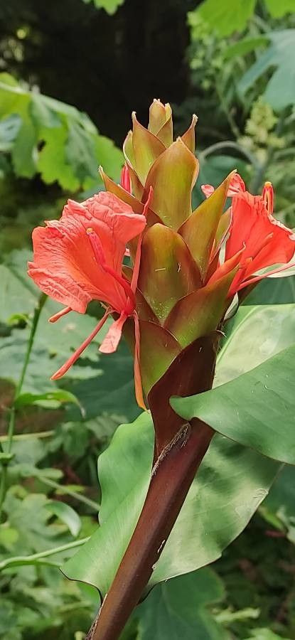 Hedychium greenii flower