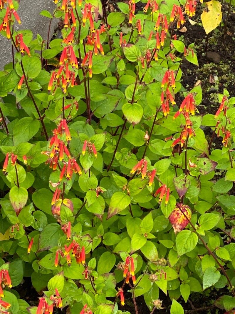 Cuphea cyanea flower
