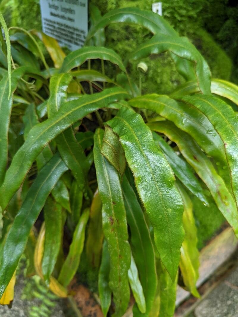 Elaphoglossum plumosum — houseplant care guide