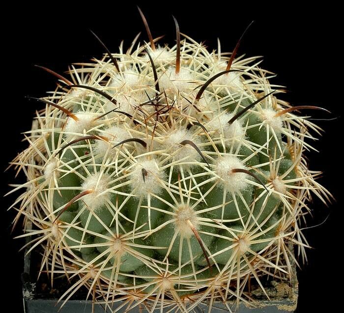 Coryphantha recurvata habit