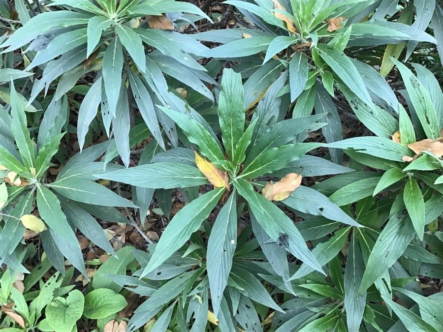 Echium fastuosum — search result for 'Echium'