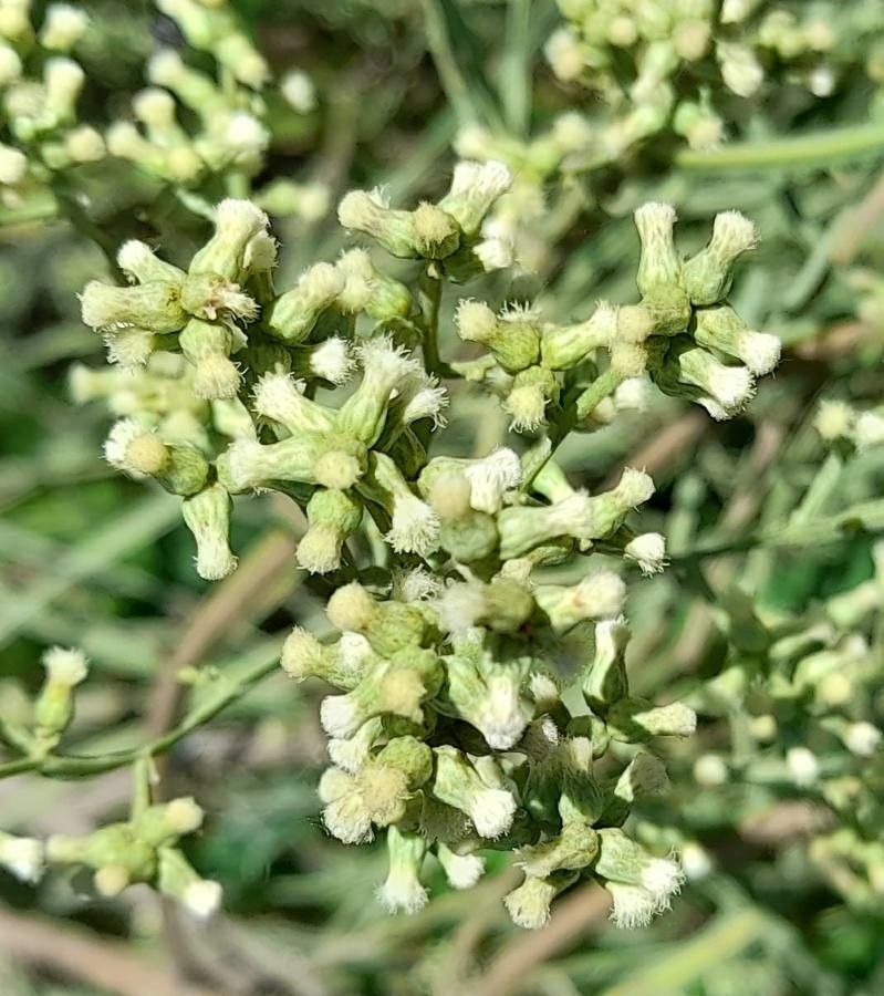 Baccharis articulata flower