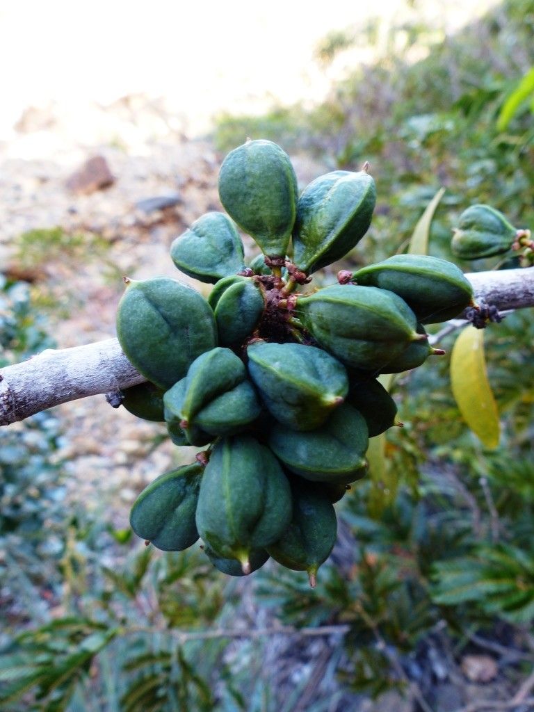 Cupaniopsis oedipoda fruit