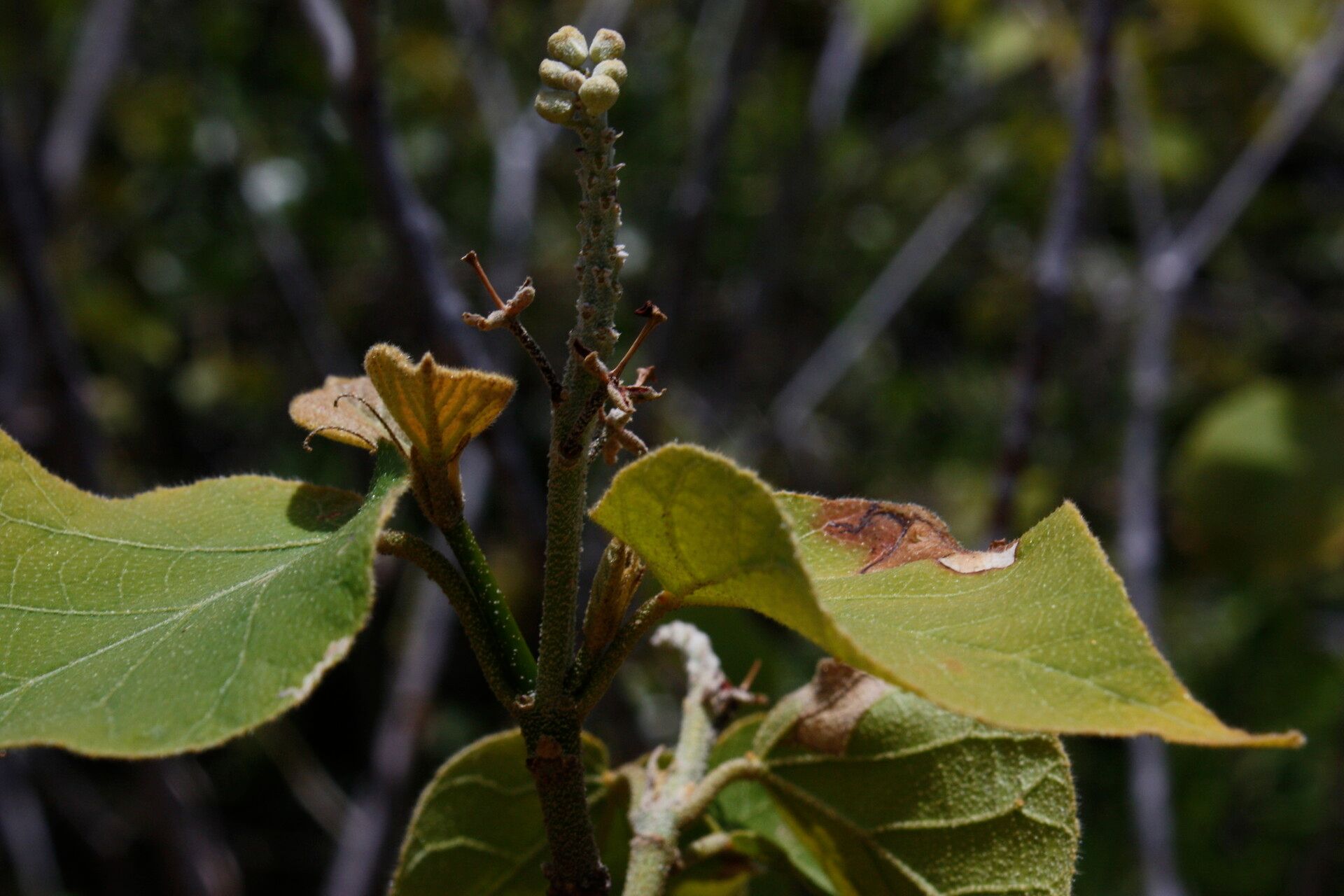 Croton orangeae leaf