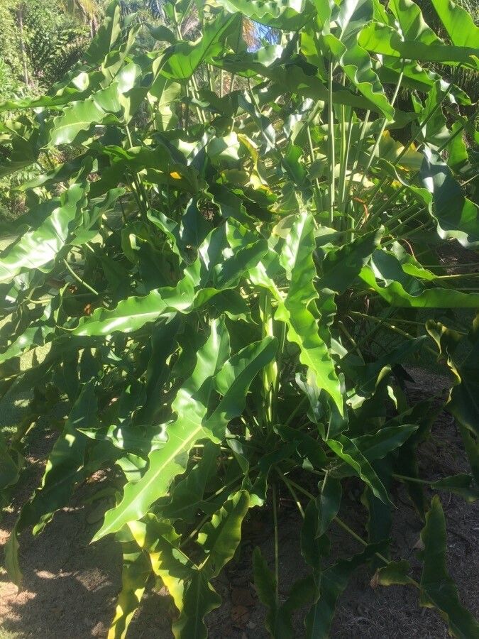 Thaumatophyllum stenolobum habit