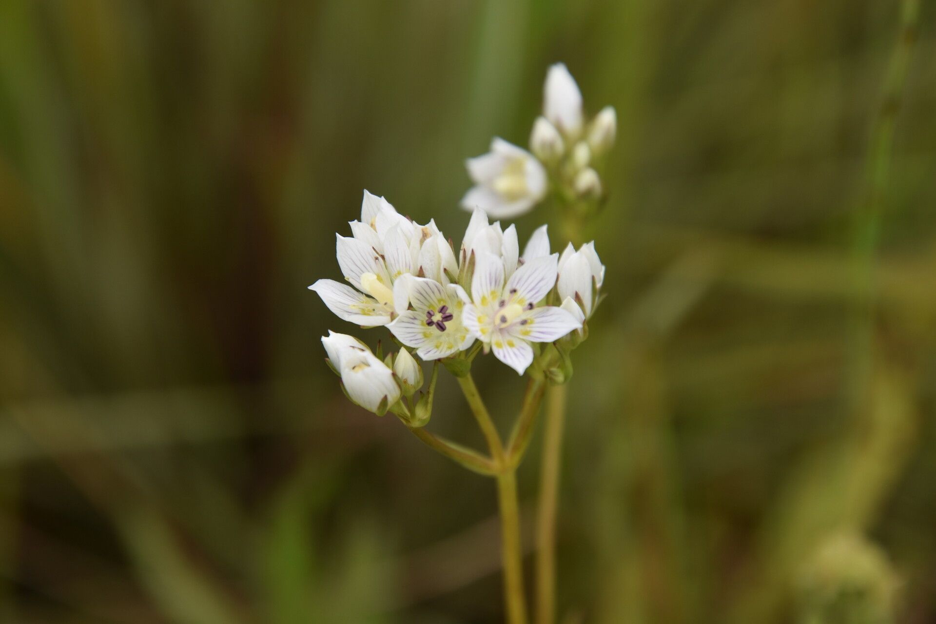 Swertia welwitschii — houseplant care guide