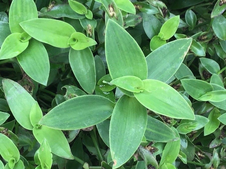 Tradescantia buckleyi — search result for 'Commelinaceae'