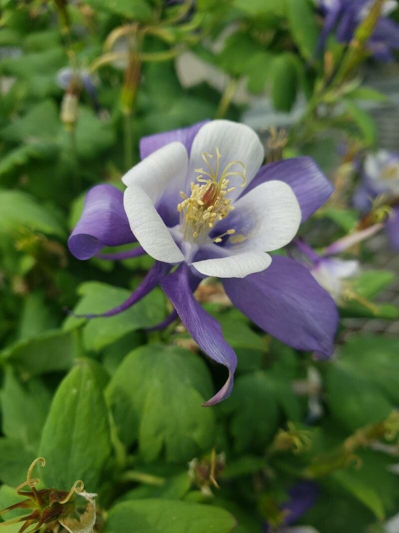 Aquilegia saximontana flower