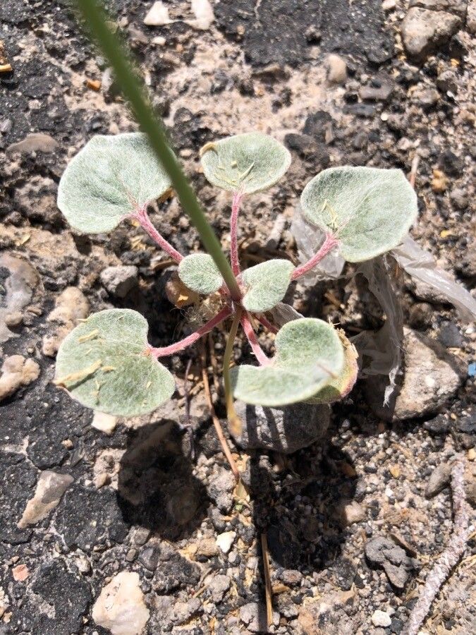 Eriogonum deflexum leaf
