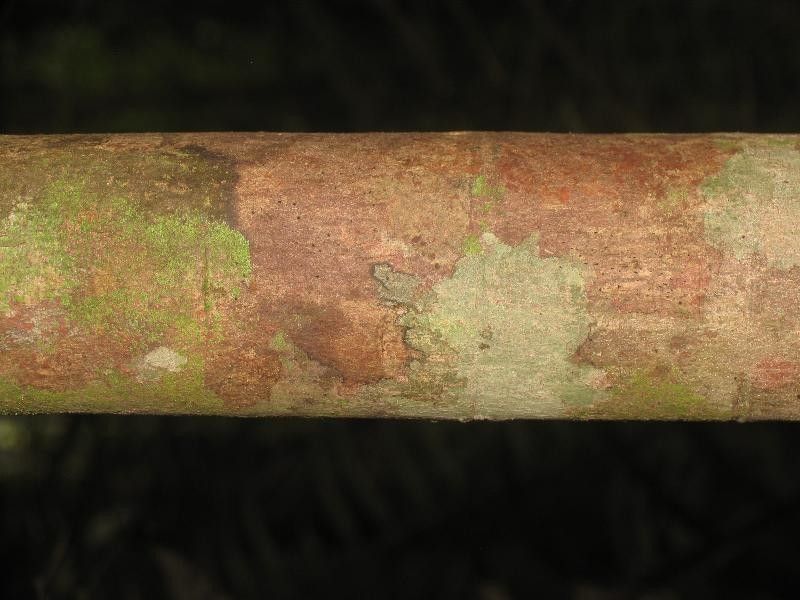 Eugenia tapacumensis — houseplant care guide