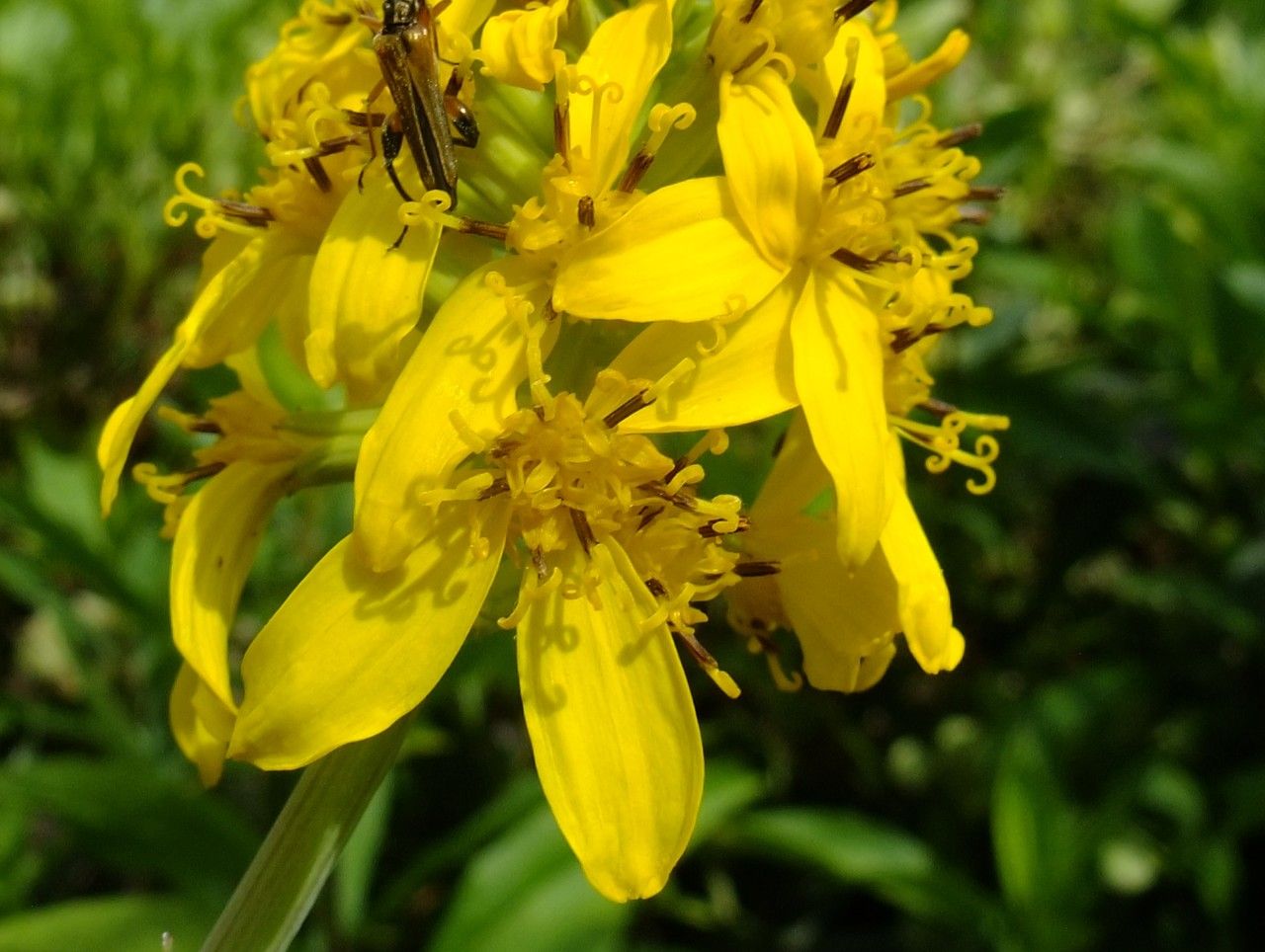 Ligularia taquetii flower