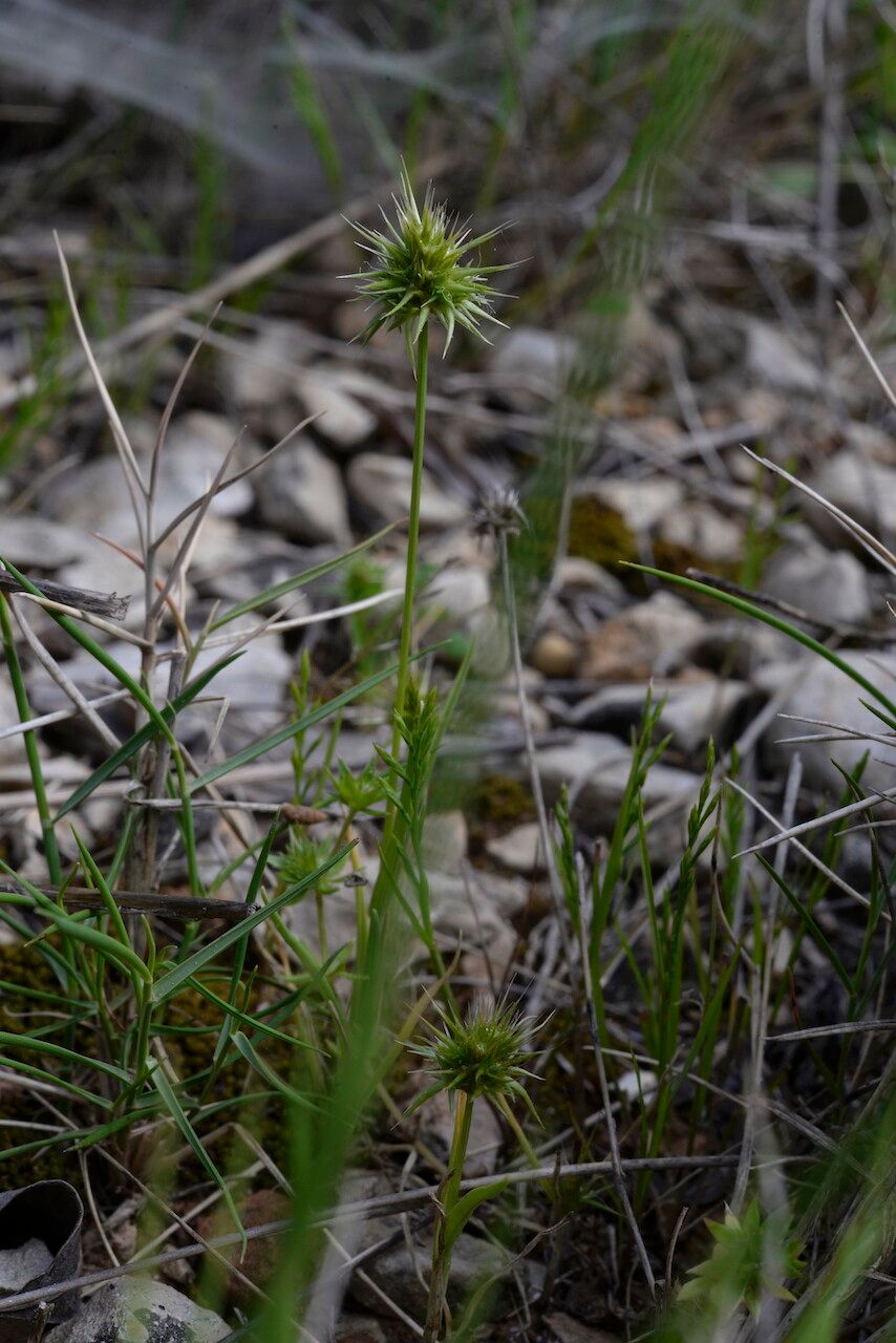 Echinaria capitata leaf