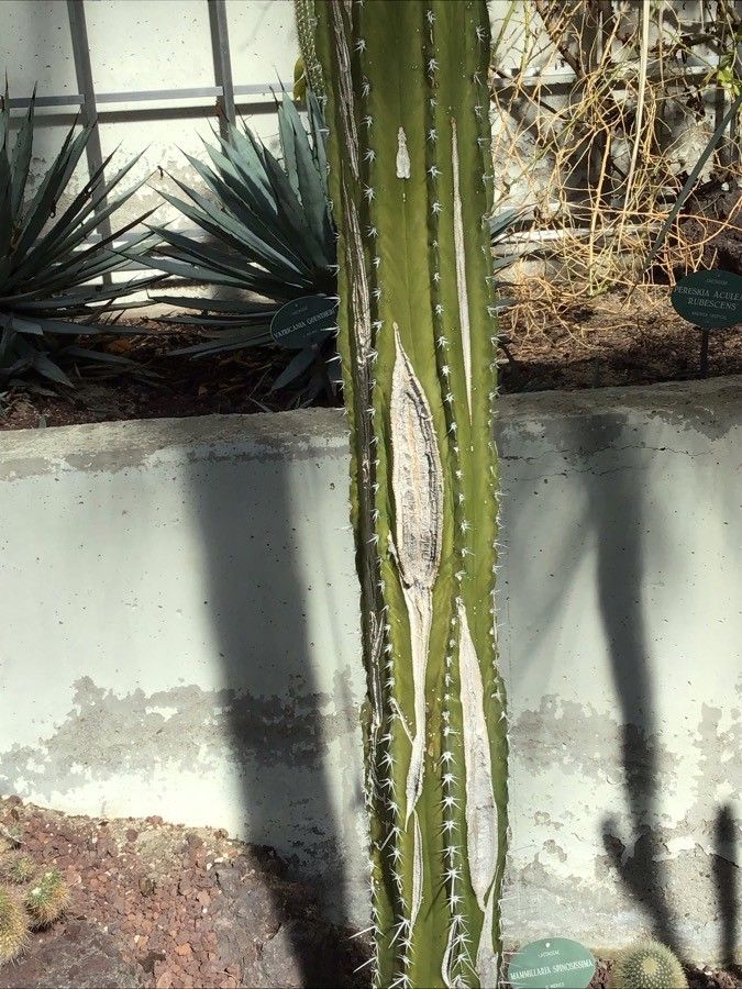 Pachycereus pecten-aboriginum