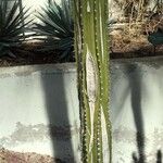 Pachycereus pecten-aboriginum