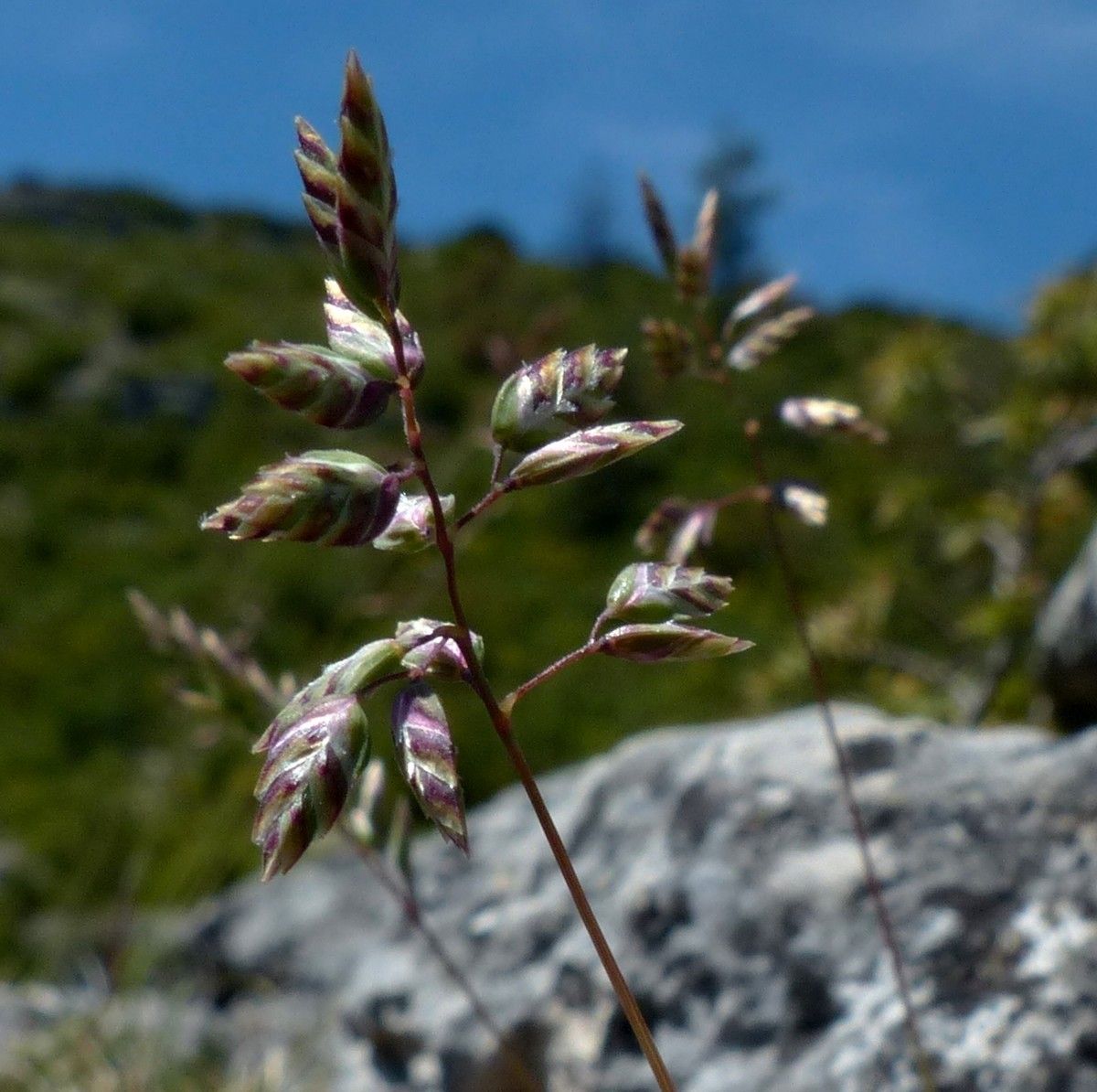 Poa badensis flower