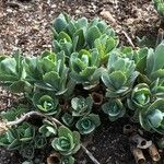 Hylotelephium telephioides