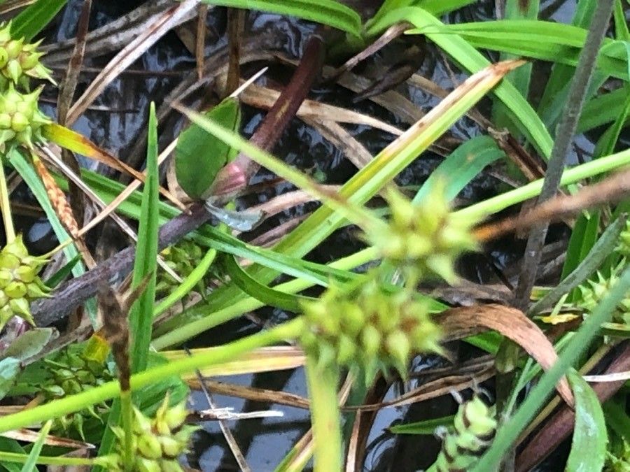 Carex viridula leaf