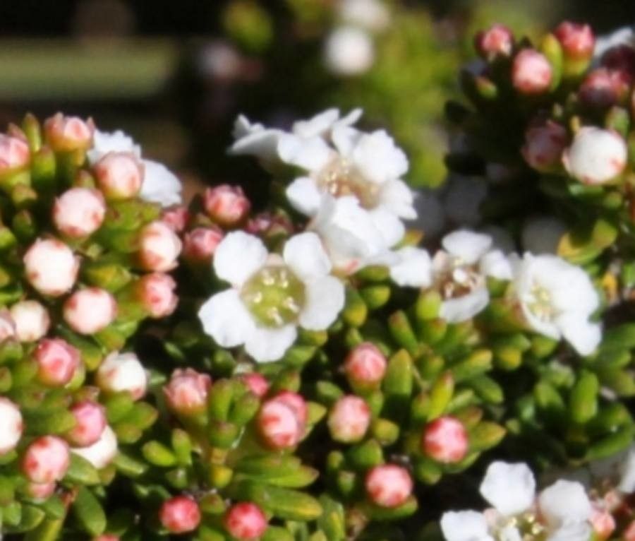Baeckea gunniana flower