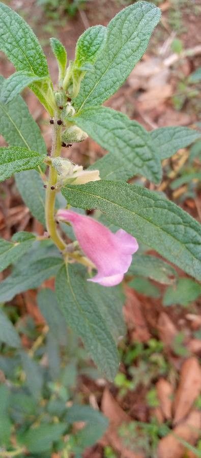 Sesamum orientale leaf