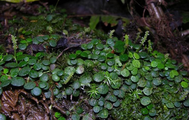 Peperomia emarginella habit