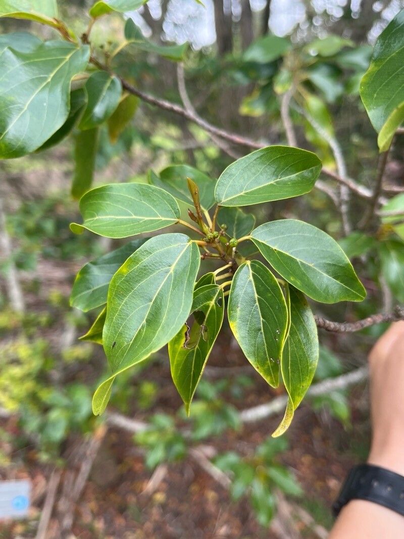 Colubrina oppositifolia — search result for 'Colubrina'