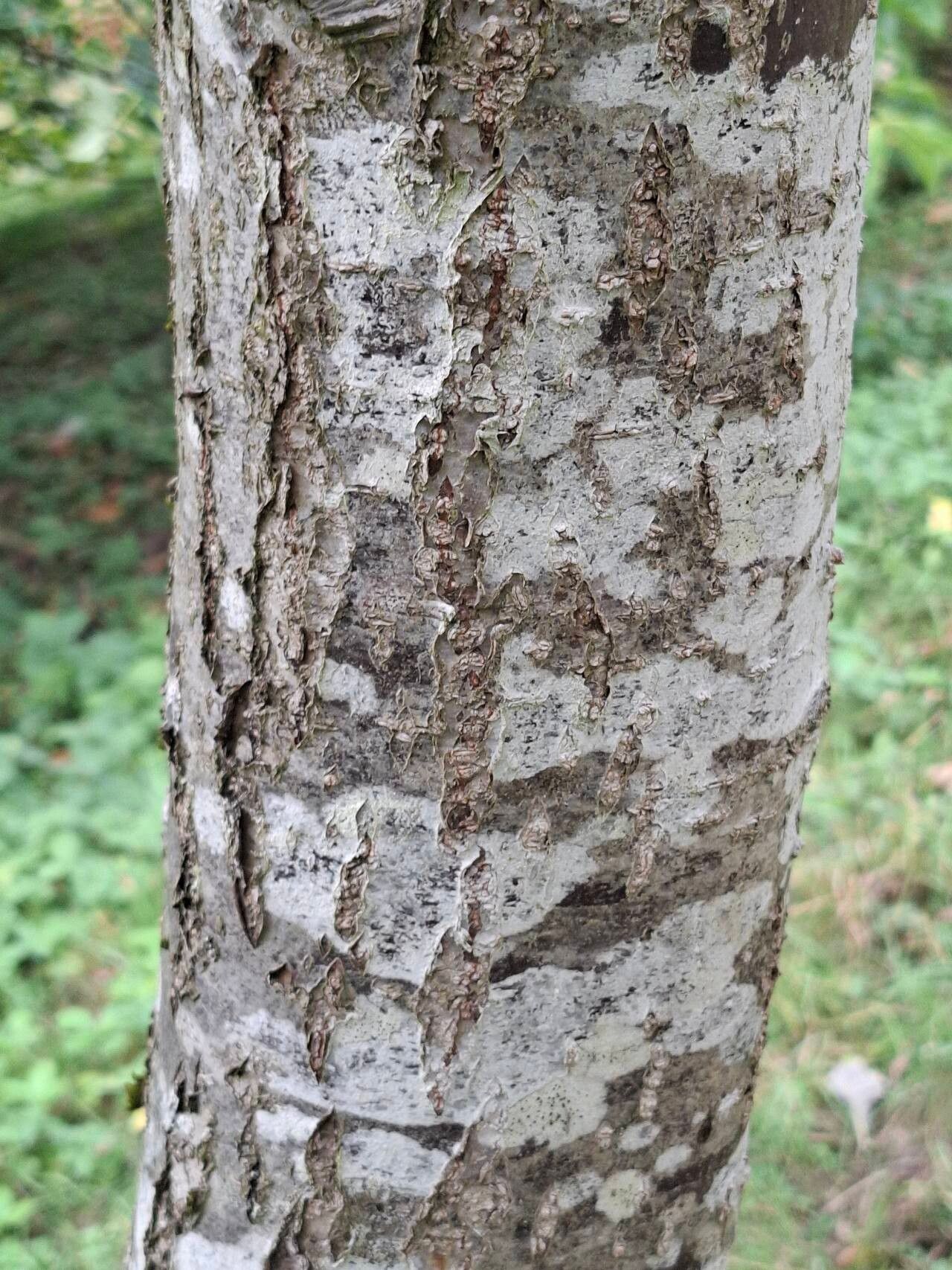 Sorbus pseudohupehensis bark
