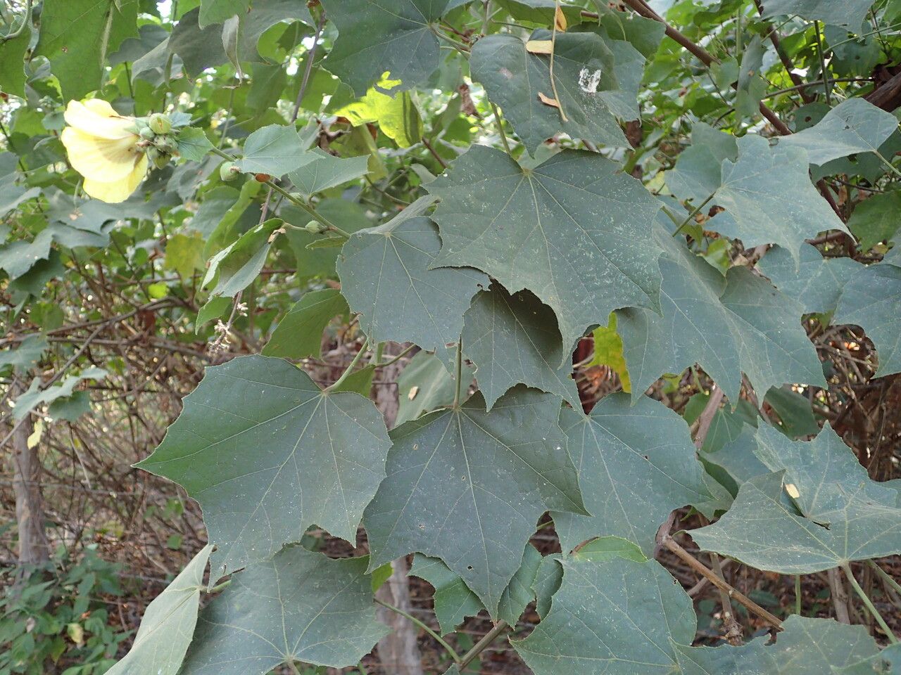 Hibiscus sterculiifolius — search result for 'Hibiscus'