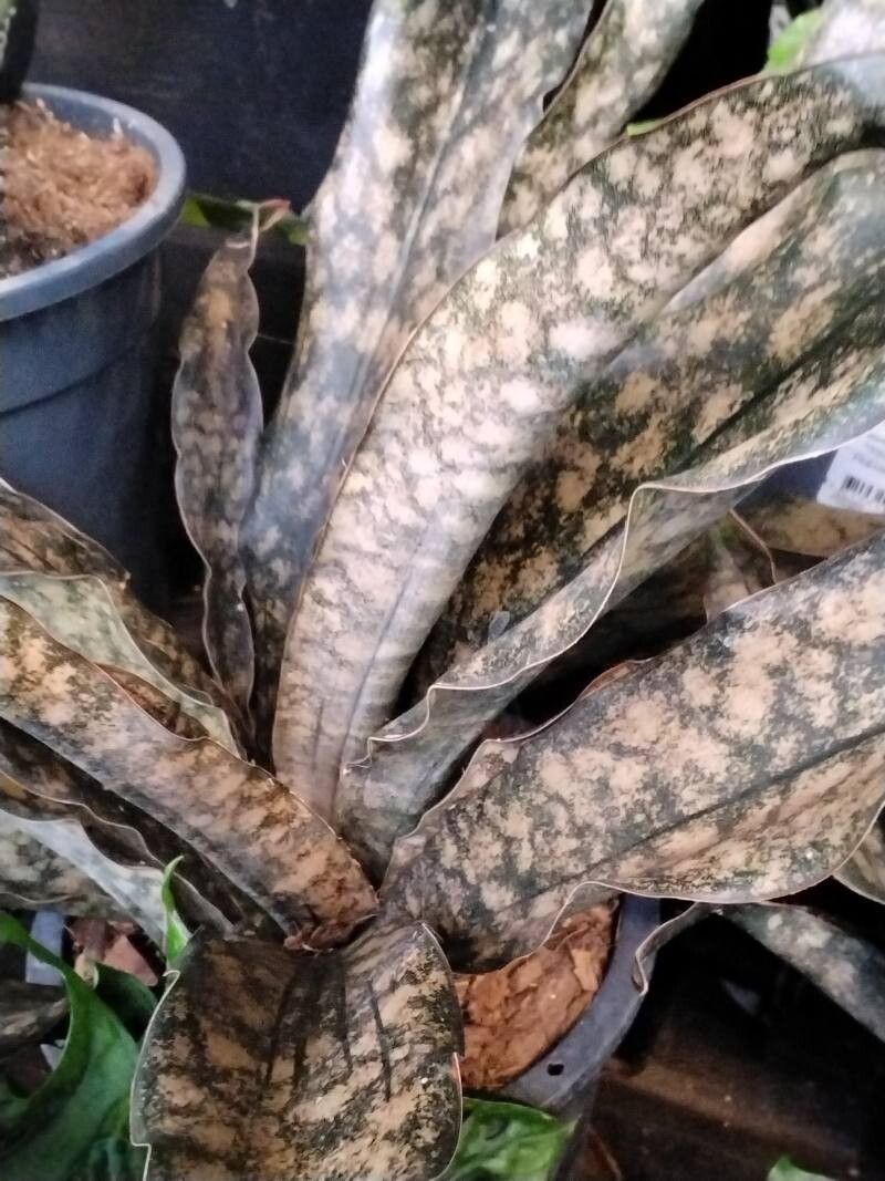 Dracaena pethera leaf