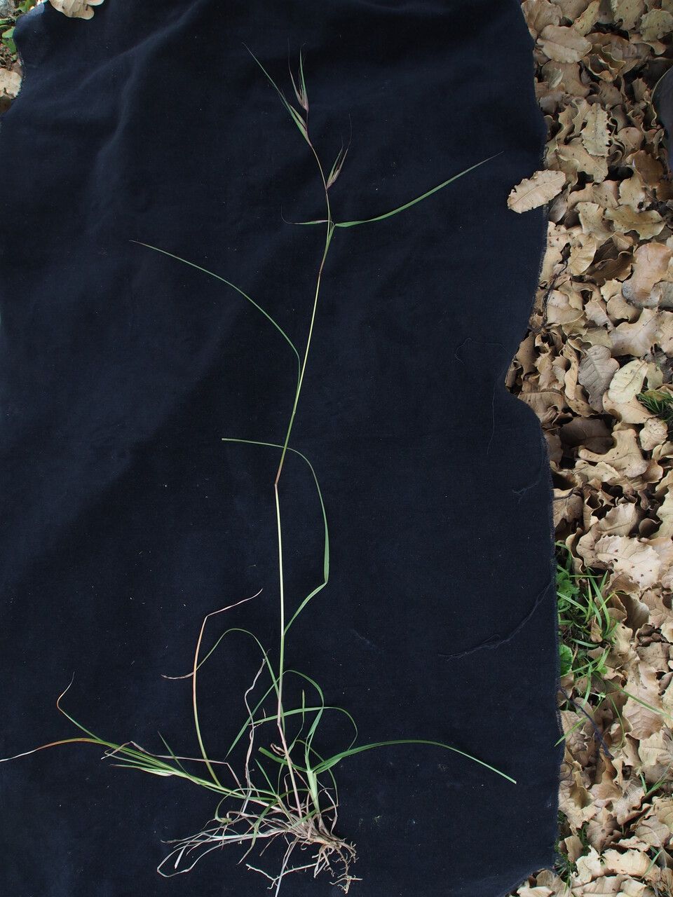 Themeda hookeri habit