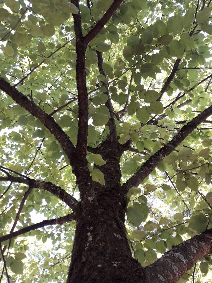 Tilia monticola other