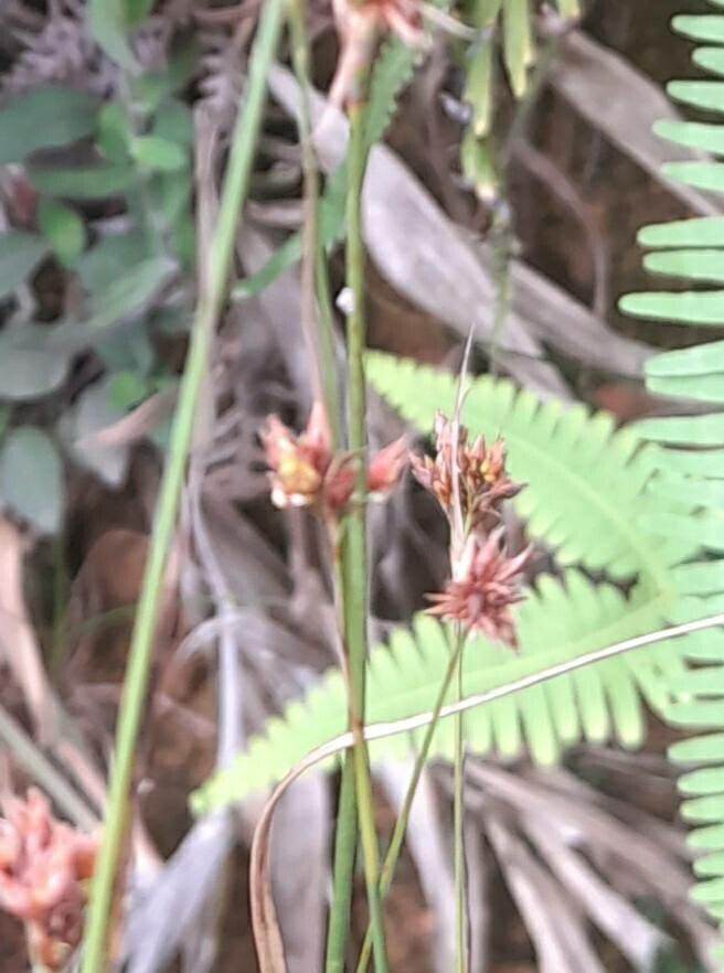 Bulbostylis vestita — houseplant care guide