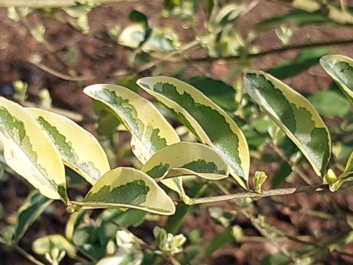 Ligustrum ibota — search result for 'Ligustrum'