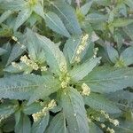 Mercurialis perennis