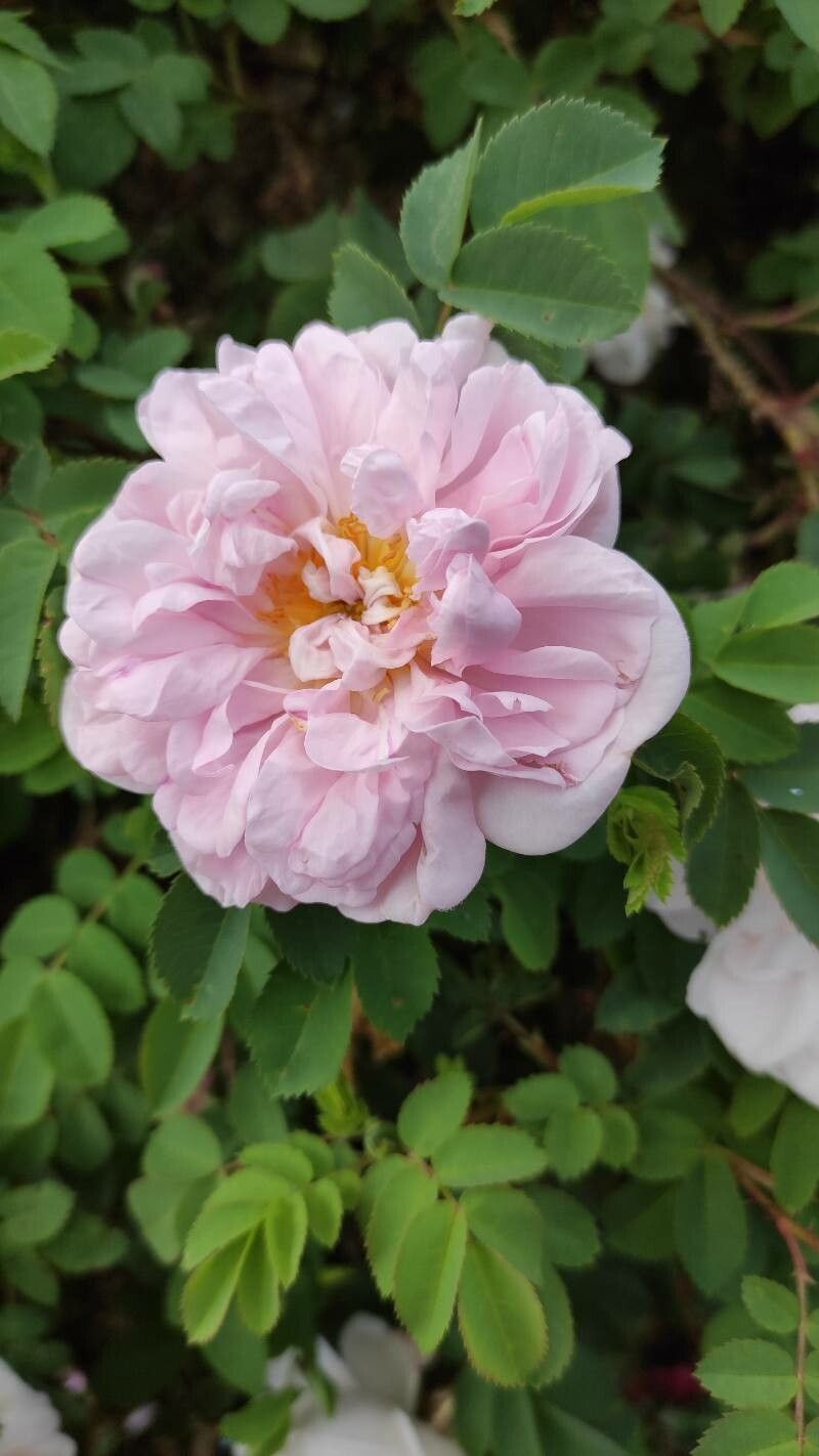 Rosa × damascena flower