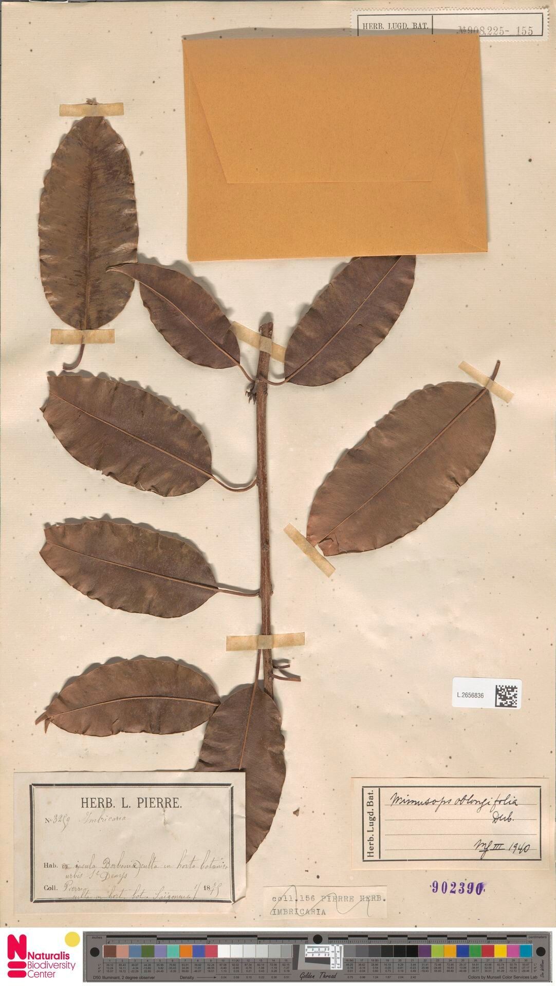 Mimusops oblongifolia — houseplant care guide