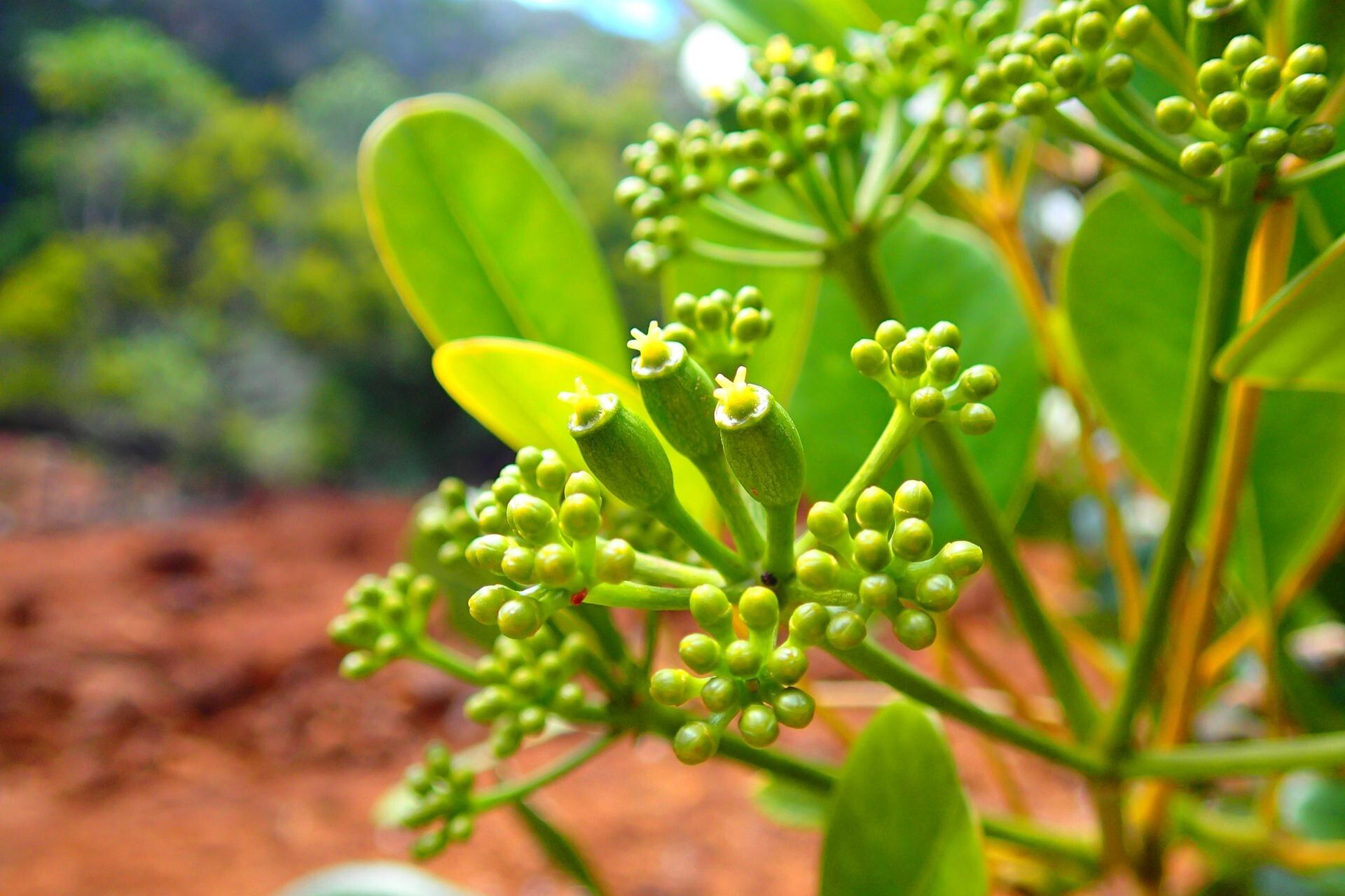 Plerandra crassipes fruit