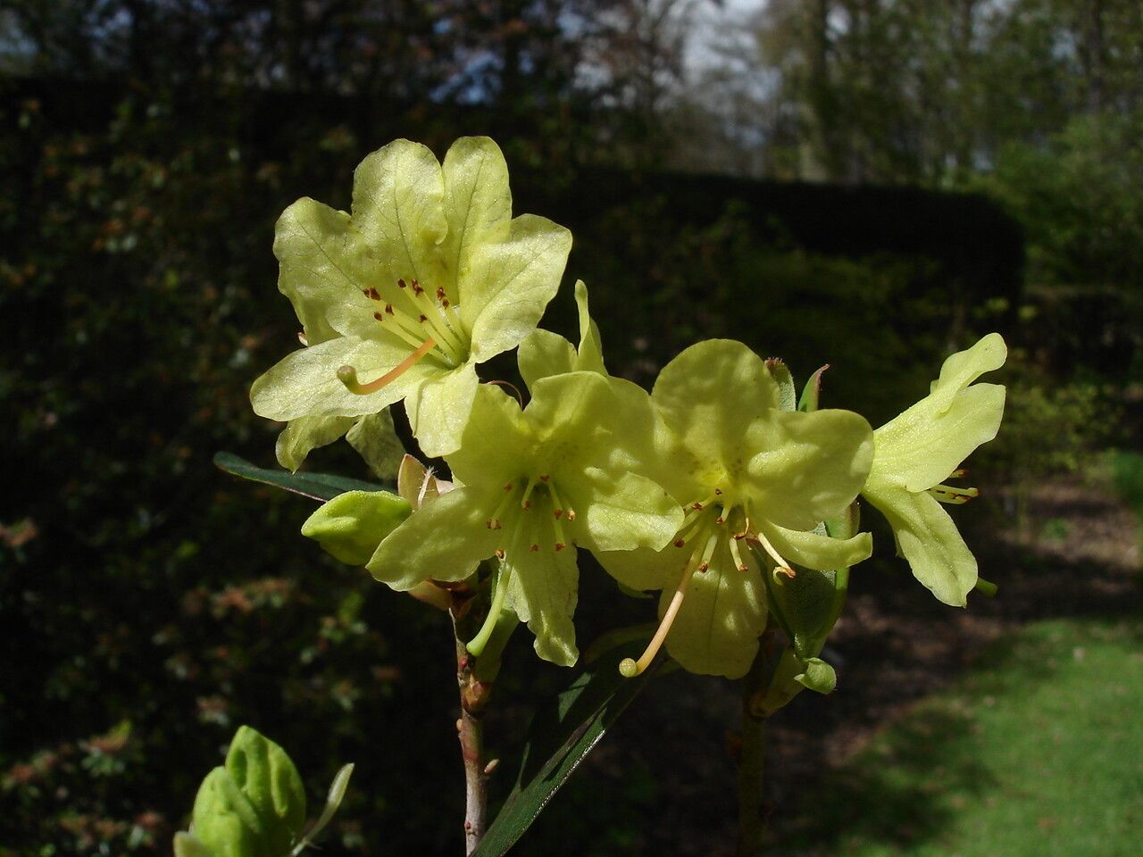 Rhododendron trichocladum flower