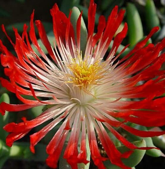 Astridia longifolia flower