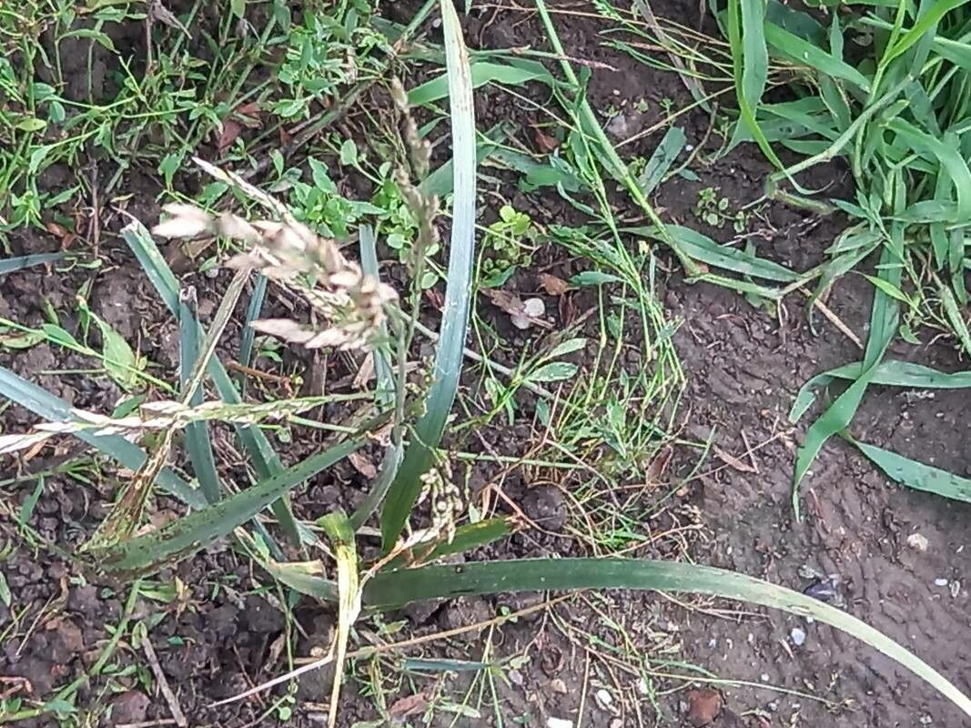 Lolium arundinaceum flower