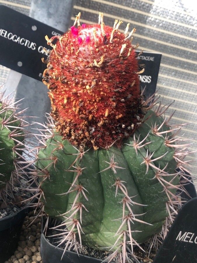 Melocactus salvadorensis — houseplant care guide