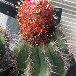 Melocactus salvadorensis